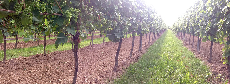 Bibinger Weinbauservice