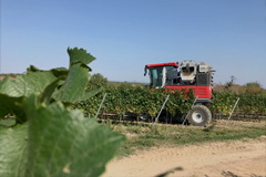 Traubenernte 17