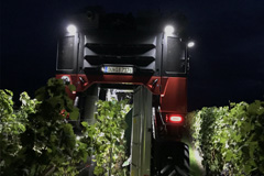 Traubenernte 22